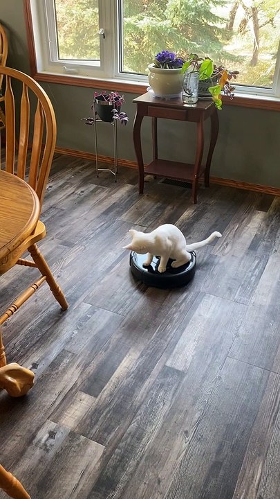 Kitty Takes Roomba for a Ride