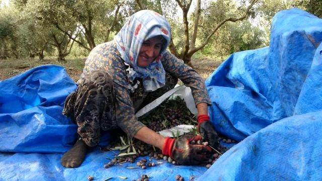Zeytinin sofralara uzanan lezzet yolculuğu başladı