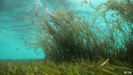 Malediven: Seegraswiesen schützen Inseln und Klima