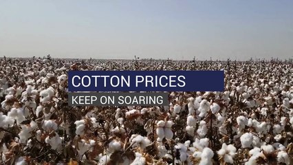 Cotton Prices Keep On Soaring