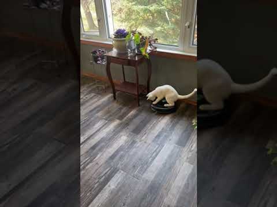 Kitty Takes Roomba for a Ride