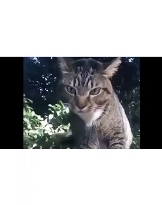 Funny cat