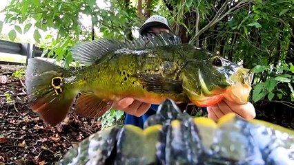 5 Hewan yang Dipasang GoPro Untuk Melihat Kehidupan Bawah Laut