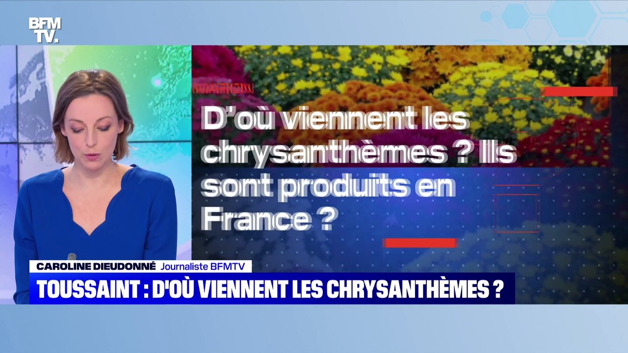 BFMTV répond à vos questions : Toussaint, d'où viennent les chrysanthèmes ? - 01/11