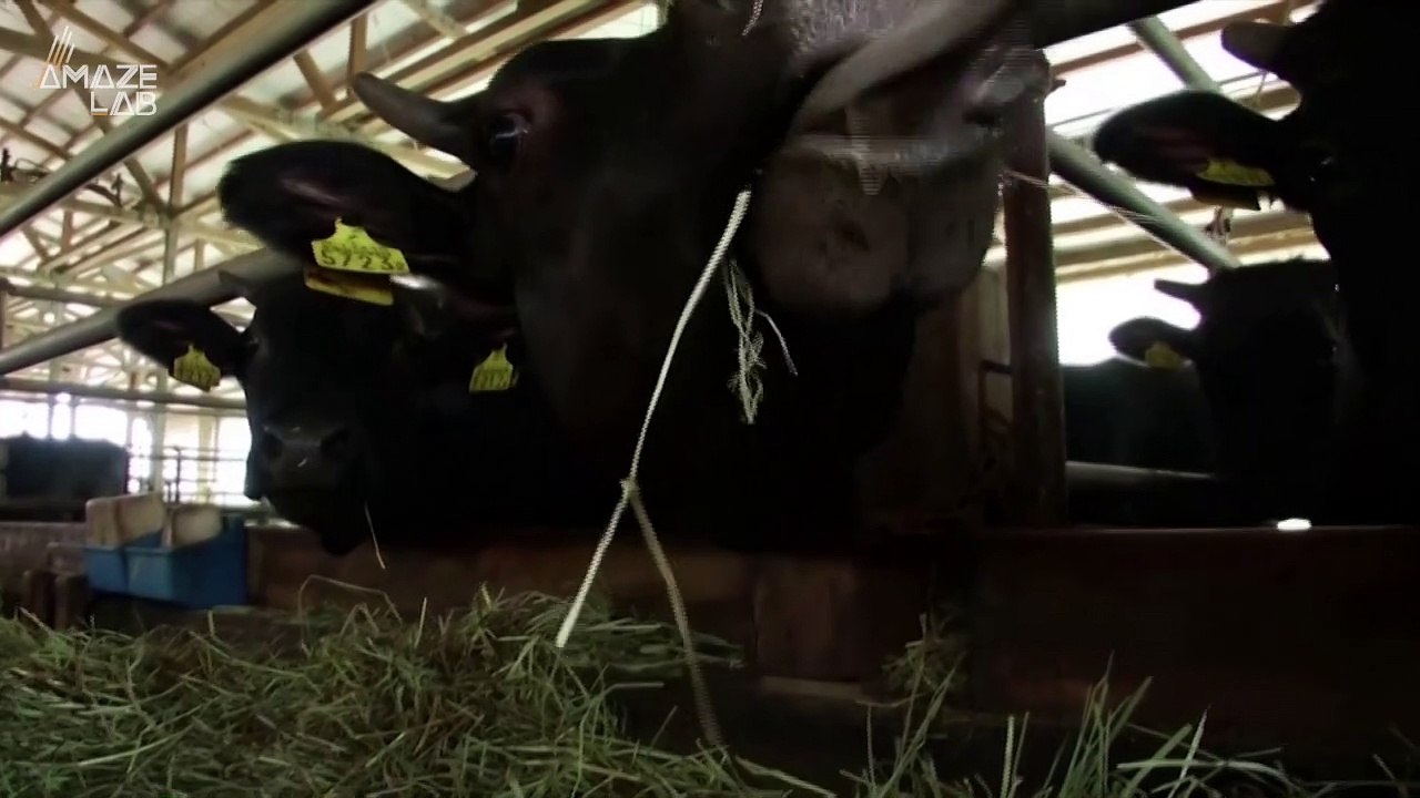 Scientists Are Developing a Way to Lab Grow Wagyu Steak to Save the Planet
