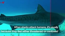 Great White Sharks Accidentally Attack Humans Because They Have Bad Vision
