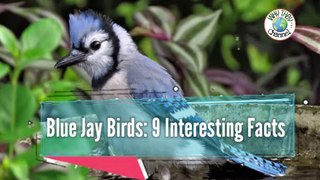 Did you know ll Blue Jay Birds-9 Interesting Facts || Why they