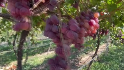 İznik'te "red globe" fırtınası... Red globe üzümü bütün ülkeye gönderilmeye başlandı