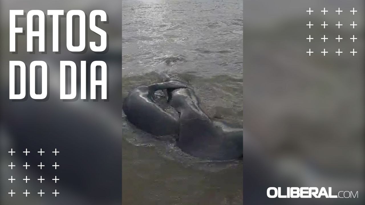 Peixes-bois são avistados em Mosqueiro