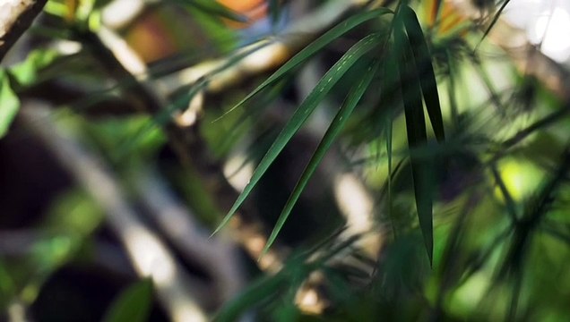 Nature x Inspired Piano x Cinematic Music Video & Background (No Copyright)