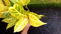 How to Grow Croton Plants From Stem Cuttings