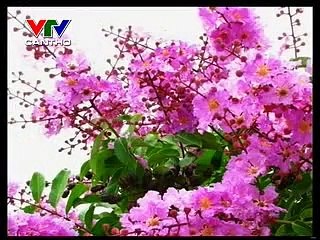 แวดวงเพลงเวียดนาม (ภาคภาษาเขมร) (Ca nhac) (เดอะซีรีส์) - ចម្រៀងពីដើម (ตอนที่ 3) (กันยายน 2013)