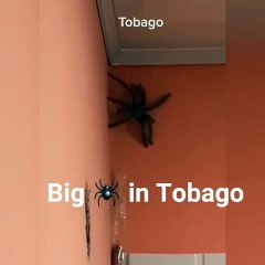 "C'est un démon" : cette gigantesque araignée filmée sur le mur d'une maison terrifie tous les internautes !