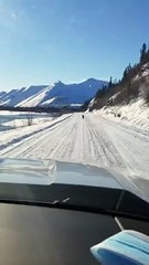 Wolf Running on Snowy Roads in Canada