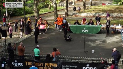 Les meilleurs déguisements canins à Brooklyn