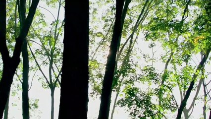 Beautiful relaxing sleep music _ fall asleep in 15 minutes • calm the mind