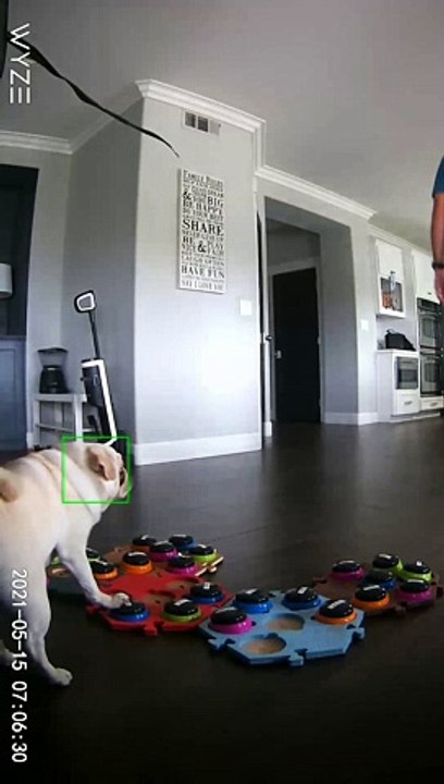 Pug Calls Out Owner For Farting