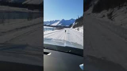 Wolf Running on Snowy Roads in Canada