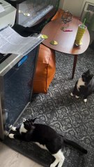 Cat Repeatedly Being Startled by Working Printer