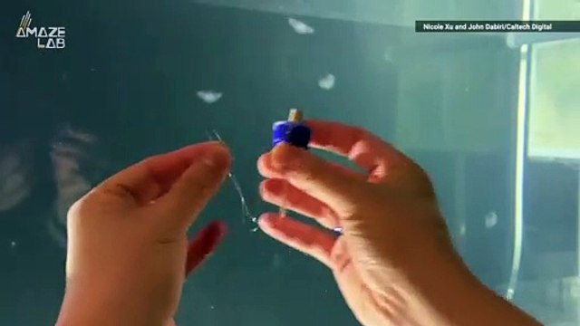 This Interesting Type of Jellyfish Could Someday Roam the Ocean!