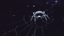 Spiders Are so Scary That They Actually Scare Other Spiders, Scientists Find