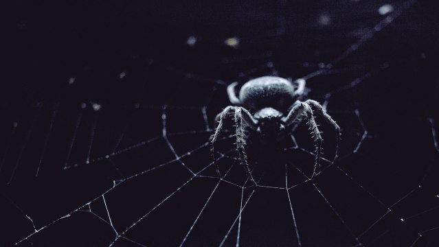 Spiders Are so Scary That They Actually Scare Other Spiders, Scientists Find