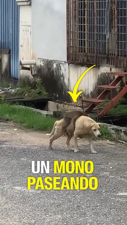 Un mono paseando