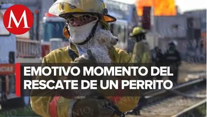 Bombero rescata a perrito tras explosión de toma clandestina en Puebla