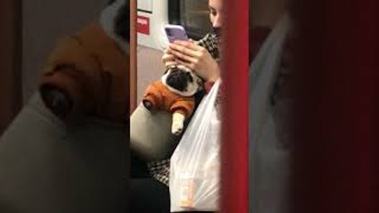 Pug Rests in Purse on Moscow Subway