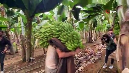 Kuaförlük kazancıyla yaptırdığı muz serasından yıllık 250 ton ürün bekliyor