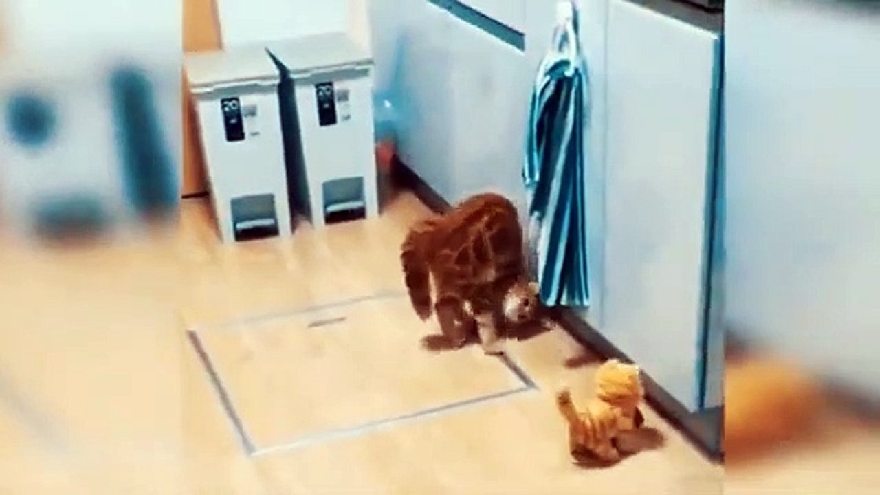 Cute and Funny Cat Videos Compilation