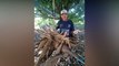 Agricultor do Vale do Piancó colhe mais uma macaxeira gigante e viraliza nas redes sociais