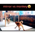 Mirror  vs bandar/the monkey King comedy funny video/the monkey don