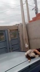 Toucan Swoops Down to Snatch Chick From Nest