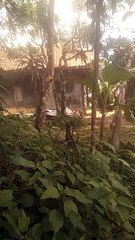 AMAZING!!!LABA LABA MEMBUAT JARING