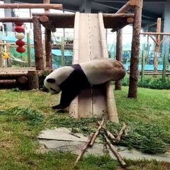 Baby Animals  Funny Cats and Dogs Videos Compilation