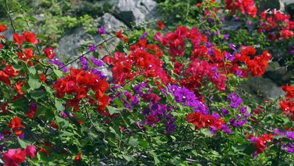 Sharp 4K Demo Italia Parasols