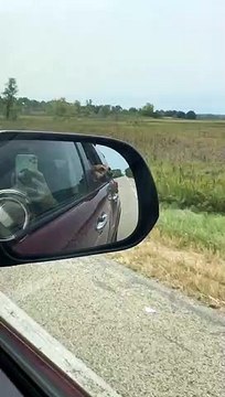 Doggy Enjoys Breeze Blowing Through His Cheeks