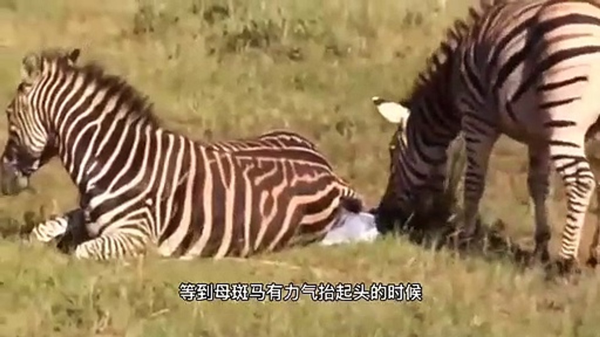 ⁣斑马为了求偶，不惜对刚出生的斑马幼崽大开杀戒，残忍！