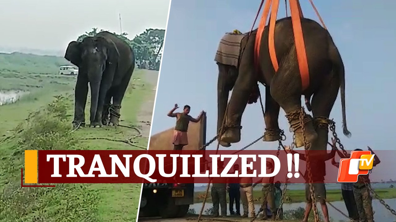 Watch: Wild Elephant Lifted By Crane In Odisha’s Kendrapara During Rescue Op