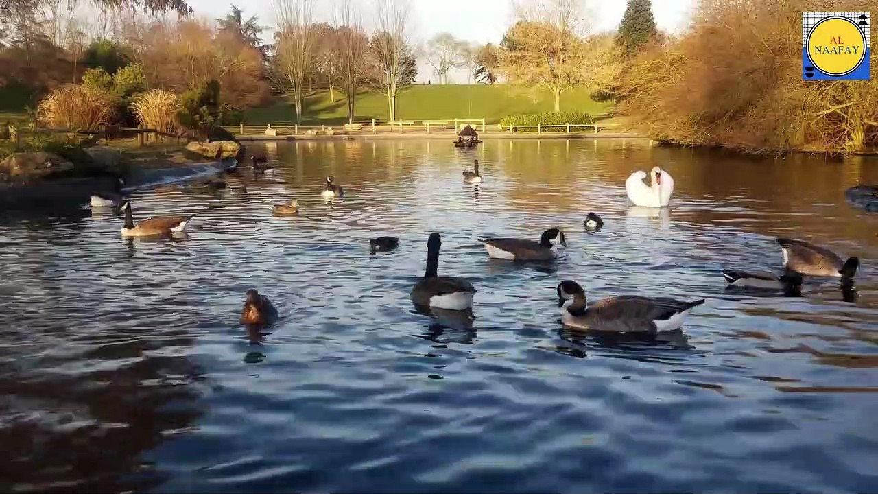 Duck video Beautiful Duck Styles Duck Beautiful Voices an Duck Beautiful Colour Duck Dance Duck Styles Duck Voice