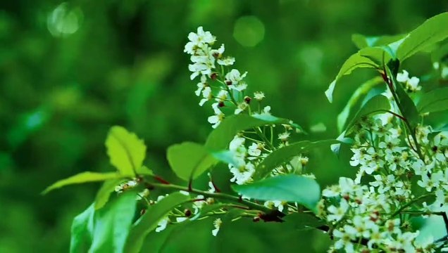 beautiful flower and guitar classical music | relax music | sleep music |