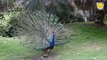 Peacock Different Styles and peacock voice and peacock dance and peacock beauiful