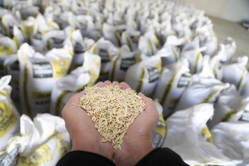 Atıl tarım arazisinde üretilen arpa Kastamonu'daki hayvancılara gönderildi