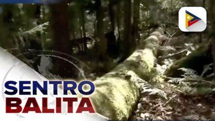 GLOBALITA: World leaders, nangakong wawakasan ang deforestation sa 2030