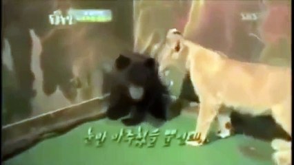 Crazy goat terrorizing people in brazil