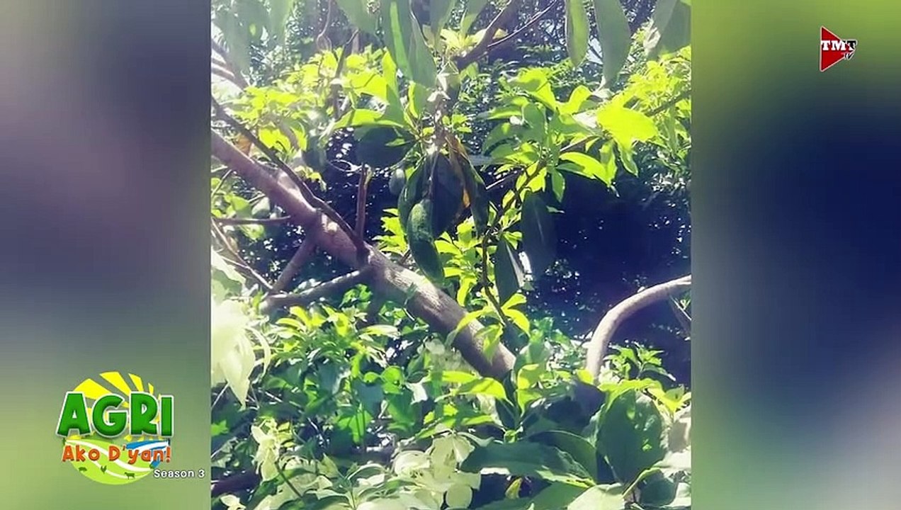Avocado