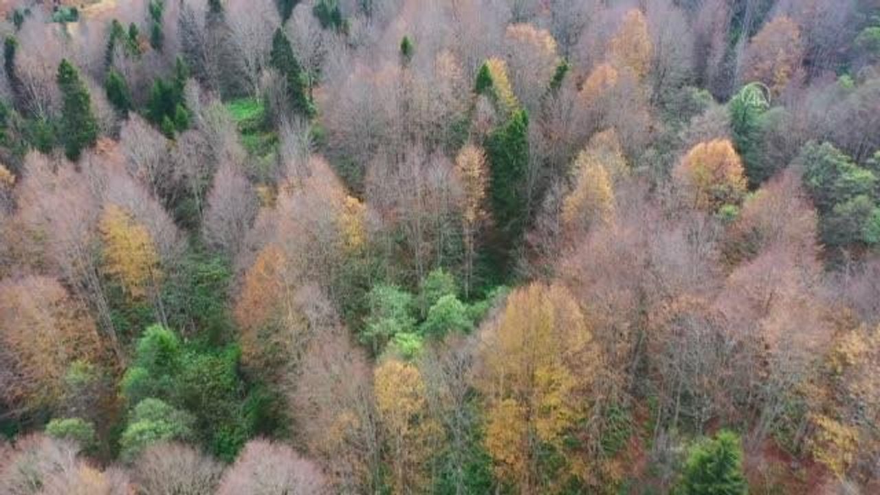 (DRONE) Bin 600 rakımlı Hıdırnebi yaylasında güz zamanı