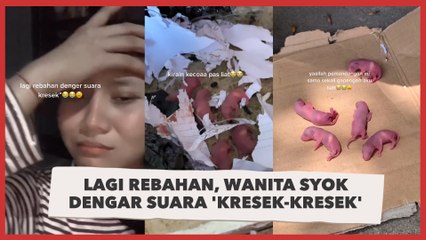 Lagi Santai Rebahan, Wanita Syok Dengar Suara 'Kresek-kresek': Mau Nangis Lihatnya