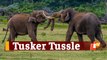 Viral Video: Elephant Vs Elephant Fight In Odisha